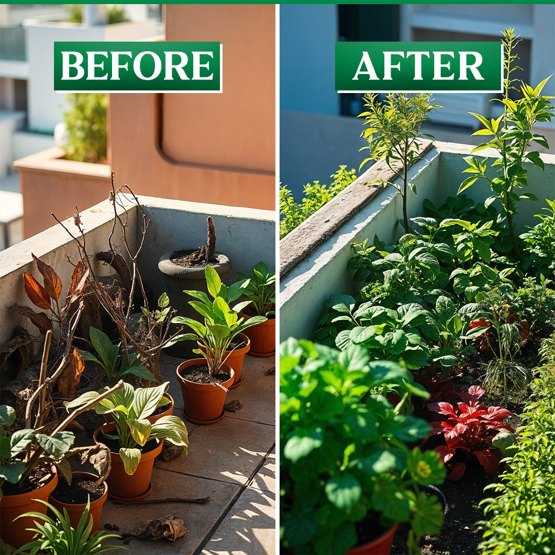 Eco Kitchen Kit (All In One Kitchen Garden Kit)