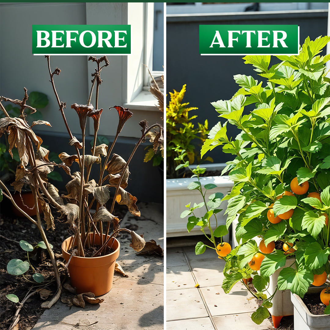 Pesto Kit (Catterpillers And Bug Remover)